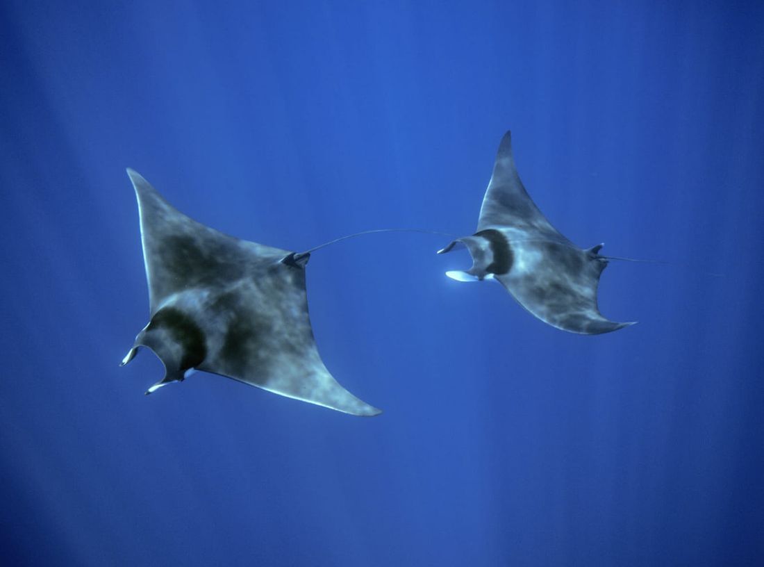 La UICN reconoce las aguas de Baleares como zona de importancia para la conservación de tiburones y rayas