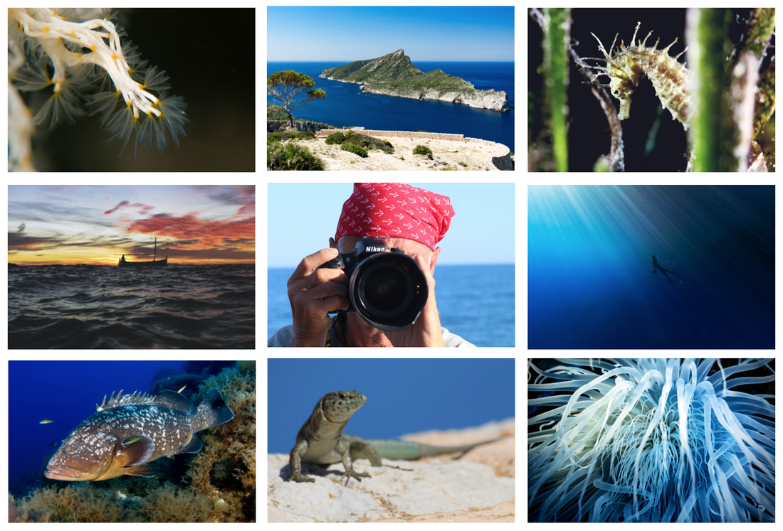 Discover Your Marine Protected Area Sa Dragonera