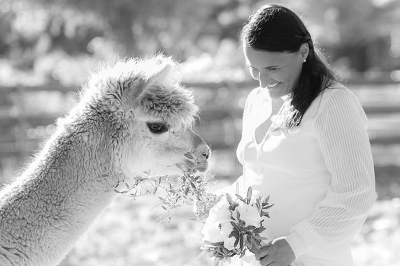 Fotoshooting mit Alpacas - Fotógrafa Anieska