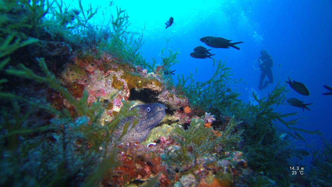 Save The Med focuses on marine regeneration and biodiversity in the Formentor area