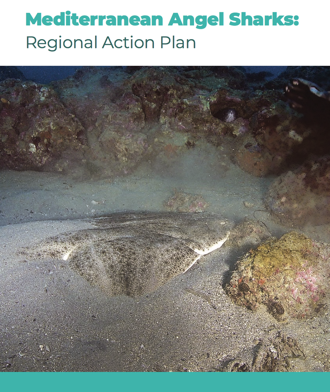 Mediterranean Angel Sharks: Regional Action Plan