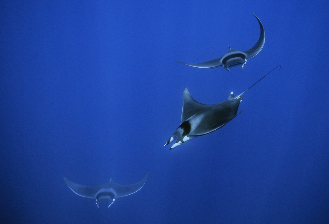 A study for the conservation of the Spinetail devil ray in the Mediterranean